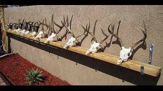 HOW TO CLEAN A DEER SKULL EASY PROFESSIONAL METHOD [upl. by Ingraham964]