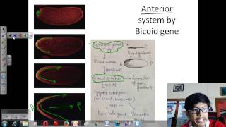 Drosophila development [upl. by Ahsenod]