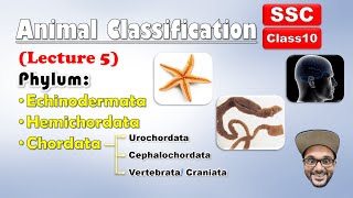 Animal Classification Lecture 5  Echinodermata Hemichordata chordata  Class 10 SSC  state board [upl. by Bohlen]