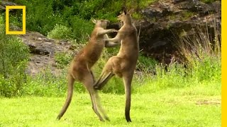 Kangaroo vs Kangaroo  National Geographic [upl. by Walsh]