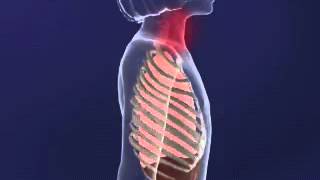 Intercostal MUscles animation YouTube [upl. by Blight257]