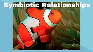 Examples of Symbiotic Relationships [upl. by Lamont]