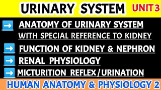 Urinary system in hindi  Renal physiology  Micturition reflex  Mechanism of urine formation [upl. by Sosanna897]