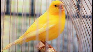 Yellow Canary singing video  Serinus canaria  Canary Training Song 25 minYour canary will sing [upl. by Longo]