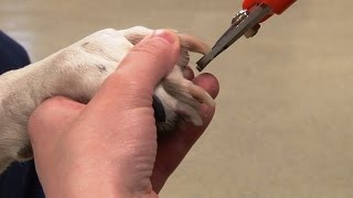 How to Trim Dogs Nails  Canine Nail Trim [upl. by Atilemrac]