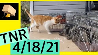 Trapping feral cats TNR Trap neuter return WV 41821 [upl. by Aelahs]