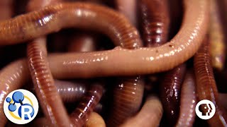 How Do Worms Turn Garbage into Compost [upl. by Anatole]