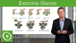 Exocrine Glands – Histology  Lecturio [upl. by Ainej586]