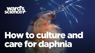 Caring and Culturing for Daphnia [upl. by Drarehs519]