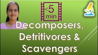 Differentiating Decomposers Detritivores amp Scavengers Ecosystem [upl. by Shaikh]