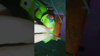 Bolne wala tota  Talking parrot [upl. by Downs]