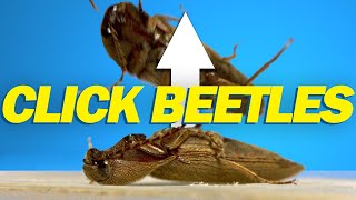 How do click beetles jump [upl. by Zinnes]