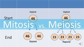 Mitosis vs Meiosis updated [upl. by Yniar]