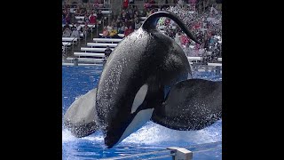 Tilikum the Killer Whale at SeaWorld Orlando [upl. by Norry663]