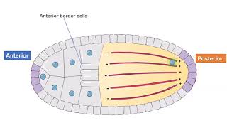 Axis Formation in Drosophila [upl. by Gloriane]