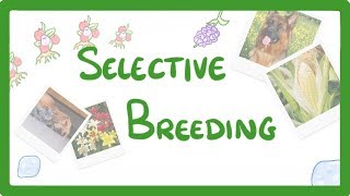 GCSE Biology  Selective Breeding 77 [upl. by O'Donoghue]