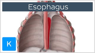 Esophagus Definition Function and Structure  Human Anatomy  Kenhub [upl. by Ettenoitna]