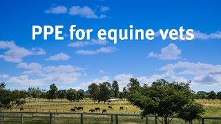 PPE for equine veterinarians [upl. by Katie832]