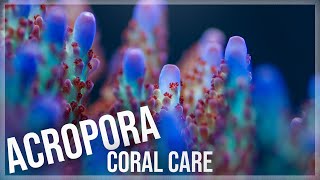 Fundamentals of Acropora Coral Care  SPS [upl. by Ahsoj882]