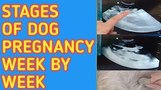 Stages Of A Dogs Pregnancy Week By Week  Reine O [upl. by Breech453]