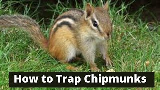 How To Trap Chipmunks [upl. by Beitnes533]