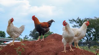 EASY Free Range Chicken Farming [upl. by Sirej802]