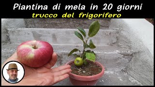 dal seme di mela alla pianta in 20 giorni PLANTA DE MANZANA EN 20 DIAS  APPLE PLANT IN 20 DAYS [upl. by Raddatz705]