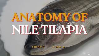 AQUA  Nile Tilapia  Anatomy amp Dissection G2B [upl. by Adali229]