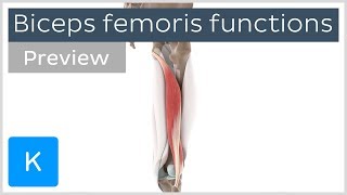 Functions of the biceps femoris muscle preview  Human 3D Anatomy  Kenhub [upl. by Giaimo]