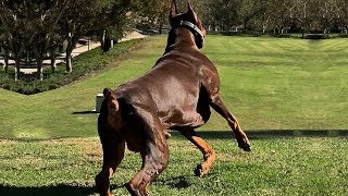 BEST OF DOBERMAN  THE SUPER INTELLIGENT DOG [upl. by Aneek]