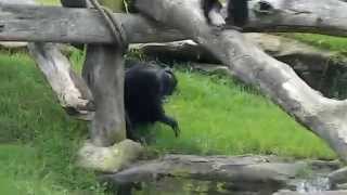 Chimpanzees fighting [upl. by Ventre201]