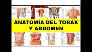 quotANATOMÍA DEL TÓRAX Y ABDOMENquot [upl. by Clements]