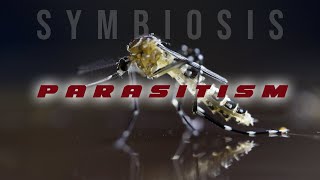 Symbiosis Parasitism [upl. by Wivestad]