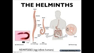 Microbiology of Helminths amp Immunity [upl. by Rogergcam]