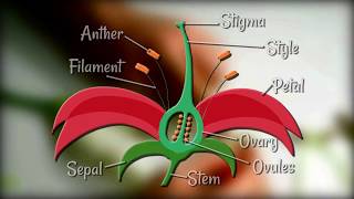 Flower Dissection  Reproduction in flowering plants [upl. by Ahsenrat]