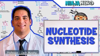 Metabolism  Nucleotide Synthesis  Purine amp Pyrimidine Synthesis [upl. by Juetta]