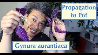 Propagation to Pot  Gynura aurantiaca Purple Passion  Velvet Plant [upl. by Ellennahs]