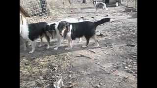 003AVI roper collies mating [upl. by Eicats]