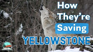 How Wolves Brought Yellowstone Back to Life [upl. by Akemor]