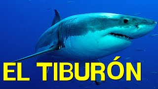 El TIBURÓN cómo vive alimentación nado morfología🦈 [upl. by Judah]