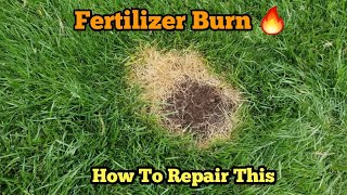 How To Repair Fertilizer Burn How Fertilizer Burn Happens [upl. by Anne119]