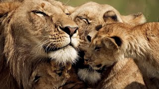 The Strongest LION PRIDE in Luangwa Valley  National Geographic Documentary 2020 Full HD 1080p [upl. by Akceber]