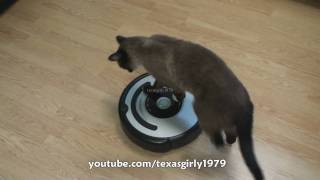 Cat shows HOW TO use iRobot Roomba Vacuum [upl. by Rosina]