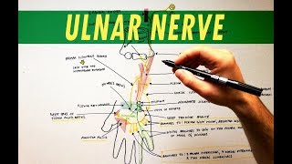 Ulnar Nerve  Anatomy Tutorial [upl. by Mmada]