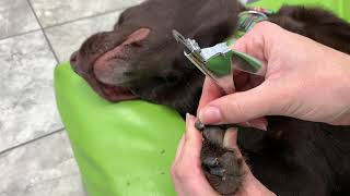 How to Trim Your Dogs Dark Nails [upl. by Pavkovic]