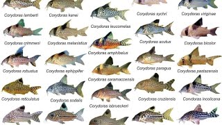 Corydoras ID Compilations part1 Awesome Cory Catfish For Aquarium Corydoras Collection Rare Cory [upl. by Leahicm]