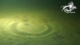 Corydoras punctatus in its natural habitat with Guyane Wild Fish Association [upl. by Aicileb]