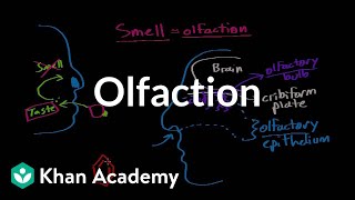 Olfaction  structure and function  Processing the Environment  MCAT  Khan Academy [upl. by Obocaj]