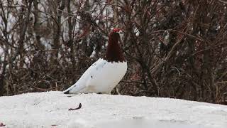 Willow Ptarmigan [upl. by Sybilla]