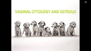 Canine Estrous Cycle Veterinary Technician Education [upl. by Cl]